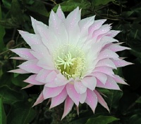 P1010383